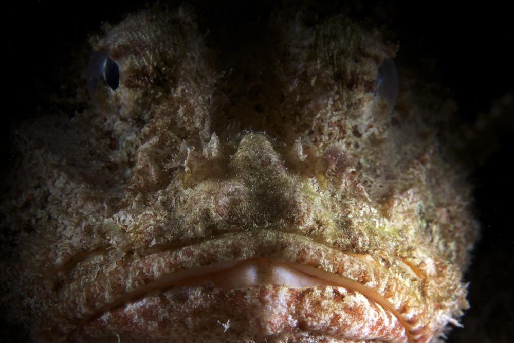The face of a Spotted Scorpionfish Canvas Art - Terry MooreStocktrek Images (35 x 23)