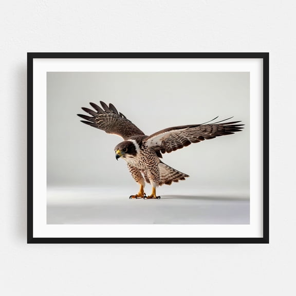 The falcon - Photography Bird Wildlife Animal Nature Black Framed Wall Art Print 9 x 12 inches