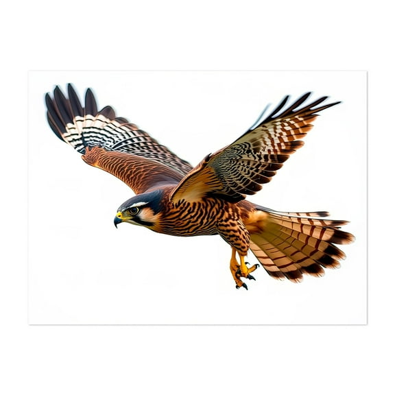 The flight of the falcon - Photography Bird Wildlife Animal Nature Illustration Wilderness Scenic Unframed Wall Art Print 12 x 16 inches