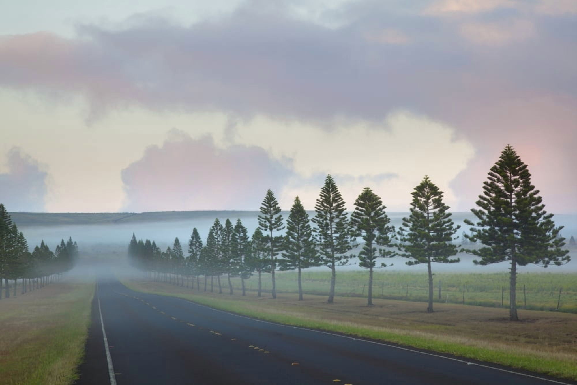 The foggy tree-lined Manele Road (highway 440) at sunrise Lanai Hawaii United States of America Canvas Art - Jenna Szerlag Design Pics (38 x 24)