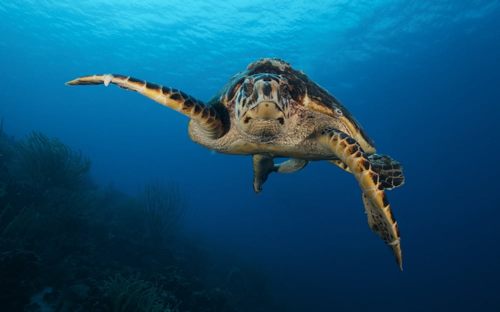 The hawksbill sea turtle Bonaire Caribbean Netherlands Canvas Art - Terry MooreStocktrek Images (18 x 12)