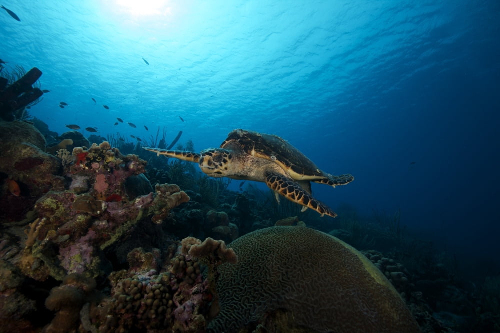 The hawksbill sea turtle Bonaire Caribbean Netherlands Canvas Art - Terry MooreStocktrek Images (35 x 23)
