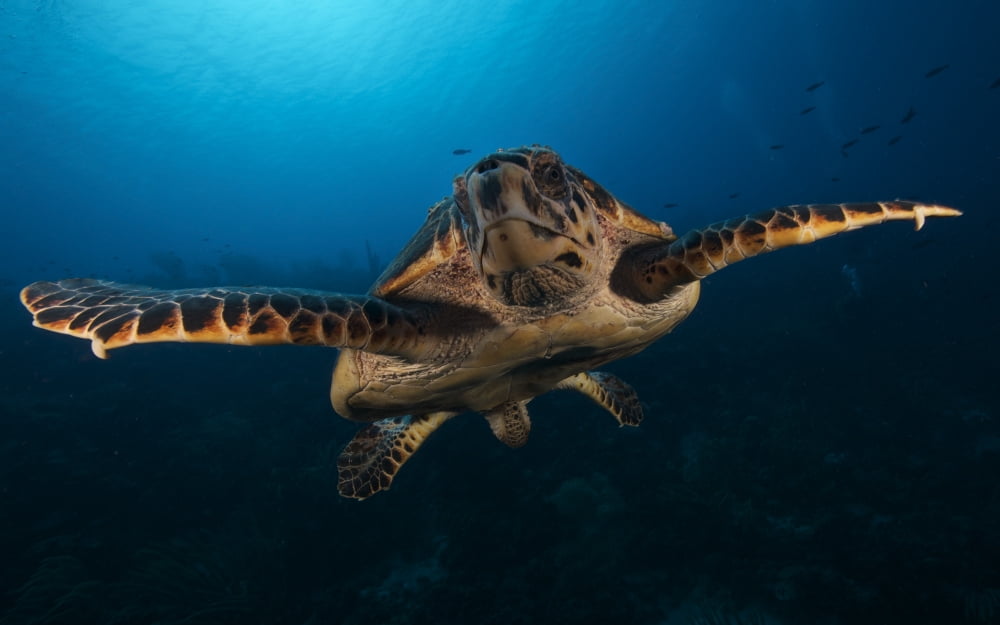 The hawksbill sea turtle Bonaire Caribbean Netherlands Canvas Art - Terry MooreStocktrek Images (36 x 23)