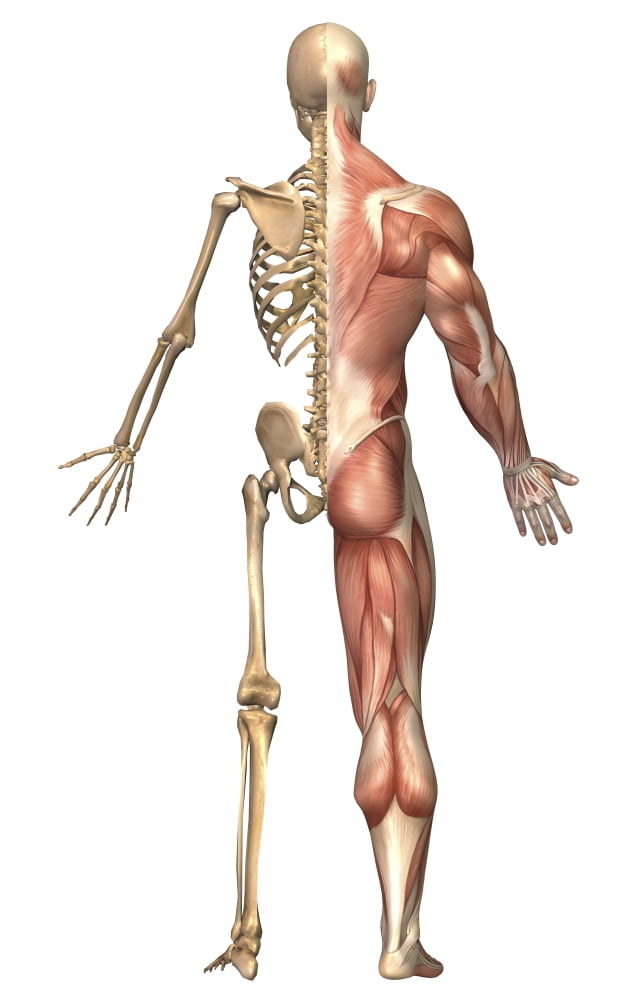 The human skeleton and muscular system back view Canvas Art - Stocktrek Images (11 x 18)