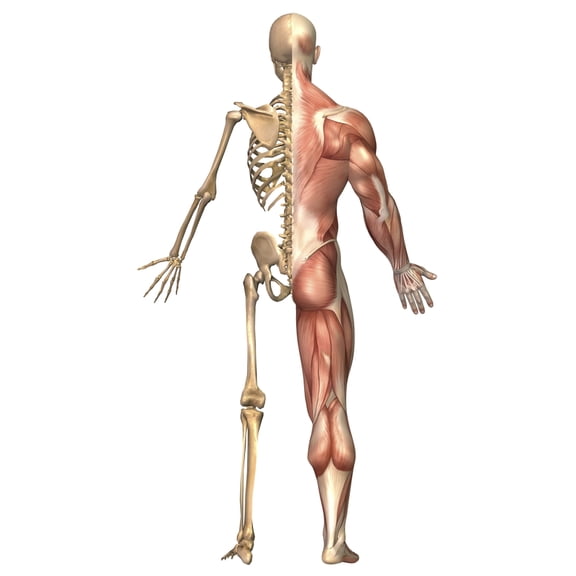 The human skeleton and muscular system back view Canvas Art - Stocktrek Images (22 x 35)