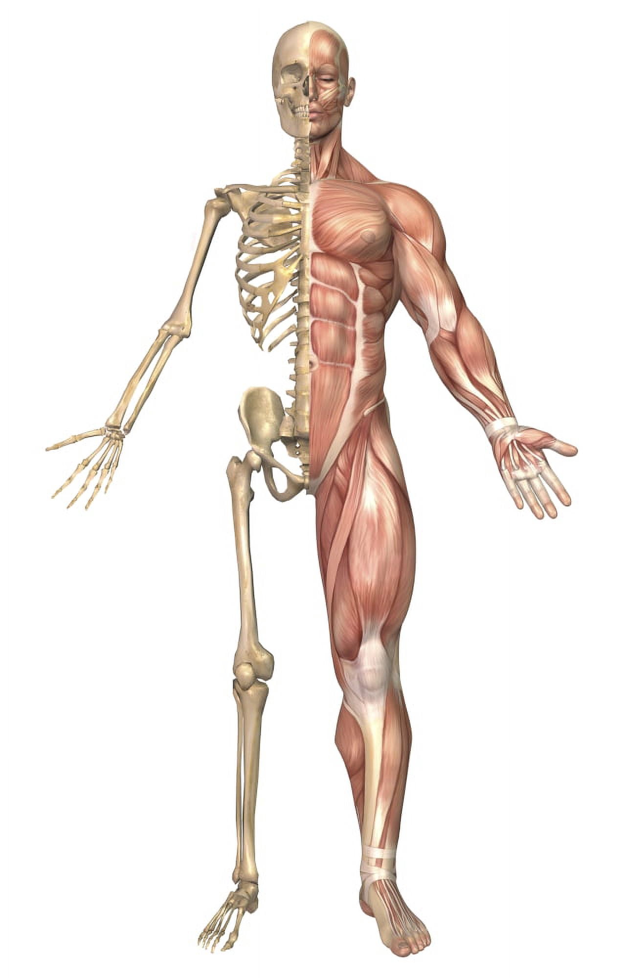 The human skeleton and muscular system front view Canvas Art - Stocktrek Images (22 x 35)