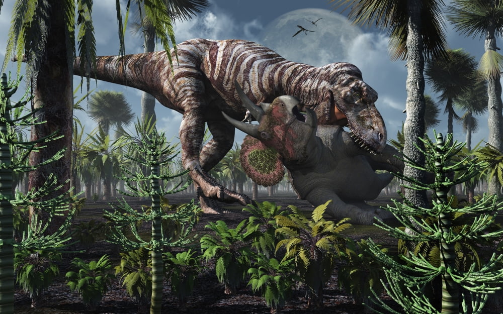 The king of killers Tyrannosaurus Rex kills a Triceratops as its next meal Canvas Art - Mark StevensonStocktrek Images (36 x 23)