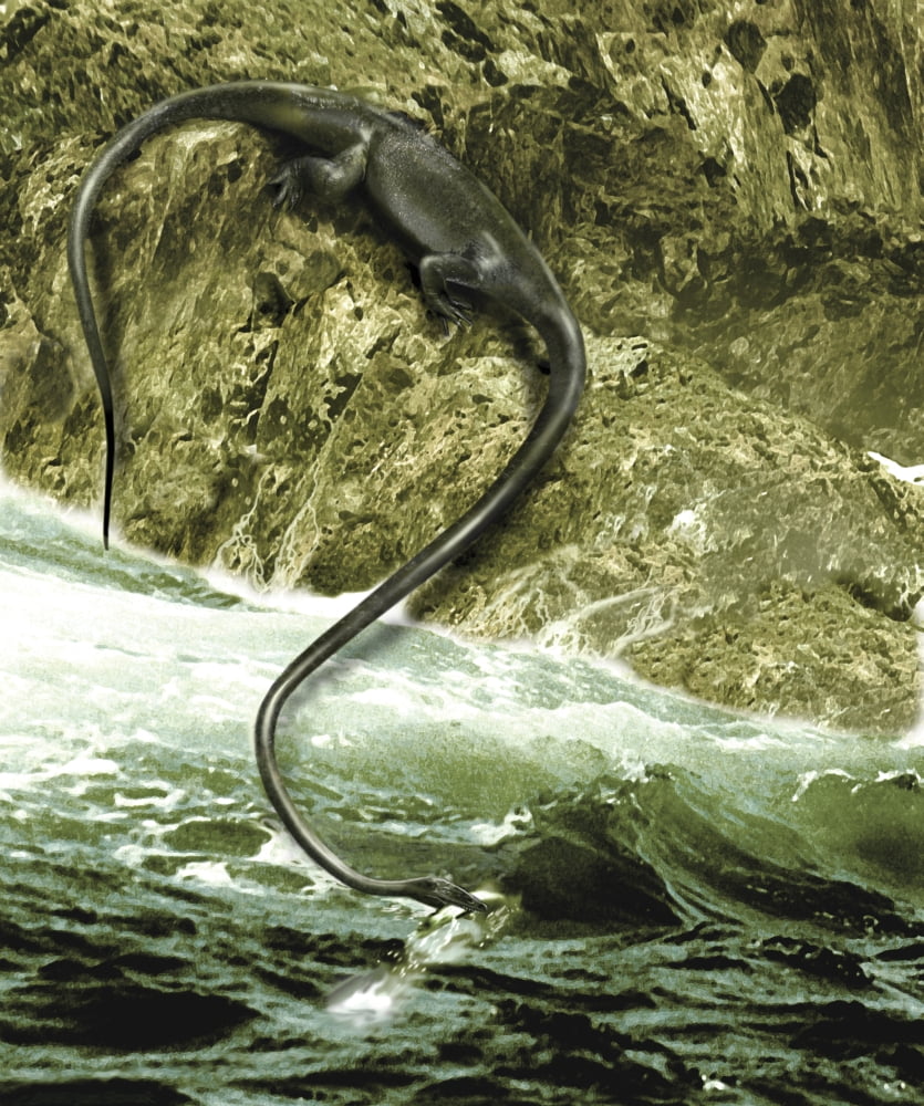 The long neck of the Tanystropheus helped to spear fish in waters Canvas Art - Jan SovakStocktrek Images (13 x 15)
