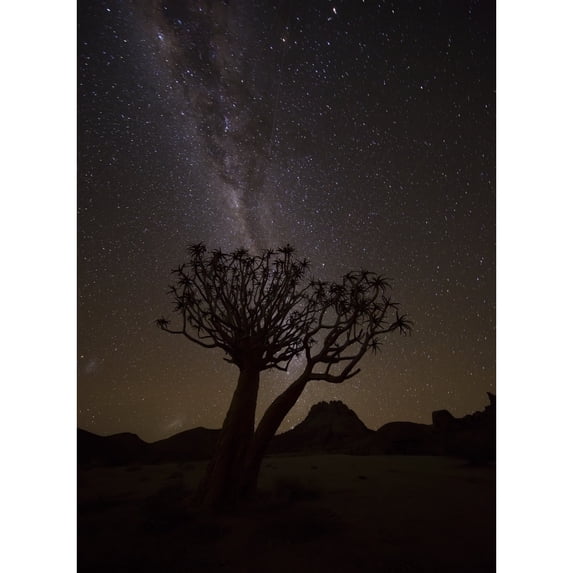 The milky way slashes across the night sky above a quiver tree in Richtersveld National Park