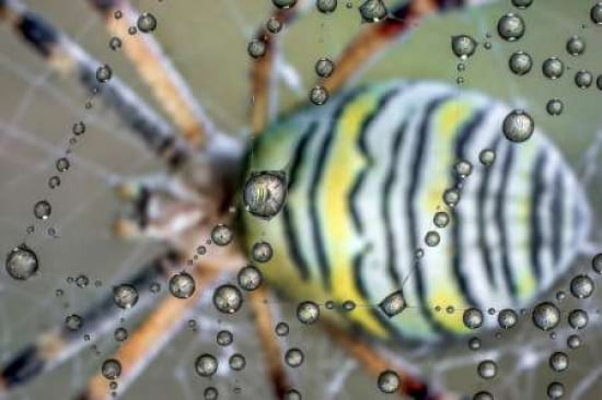 The mirror of the spider Canvas Art - Alberto Ghizzi Panizza (12 x 18)