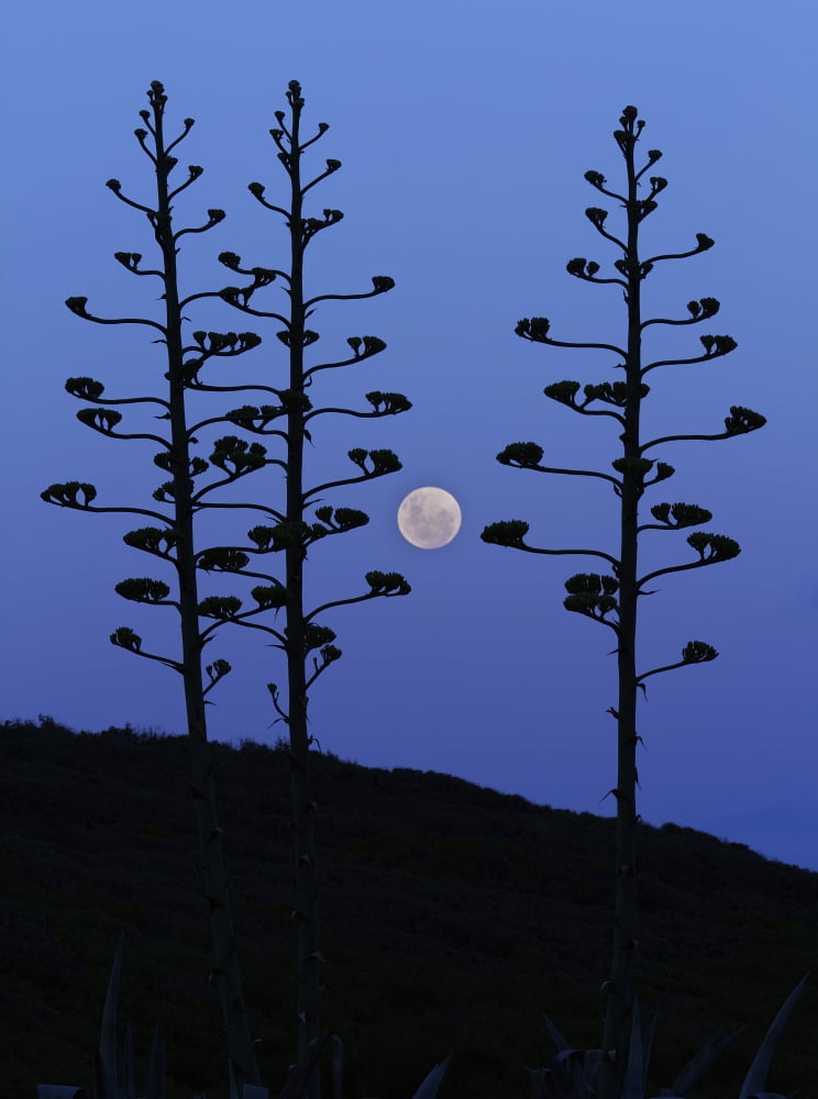 The moon rising between agave trees Miramar Argentina Canvas Art - Luis ArgerichStocktrek Images (12 x 16)