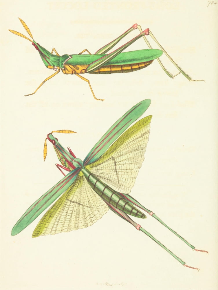 The naturalists miscellany 1789 Long-fronted Locust Canvas Art - Richard P Nodder (18 x 24)