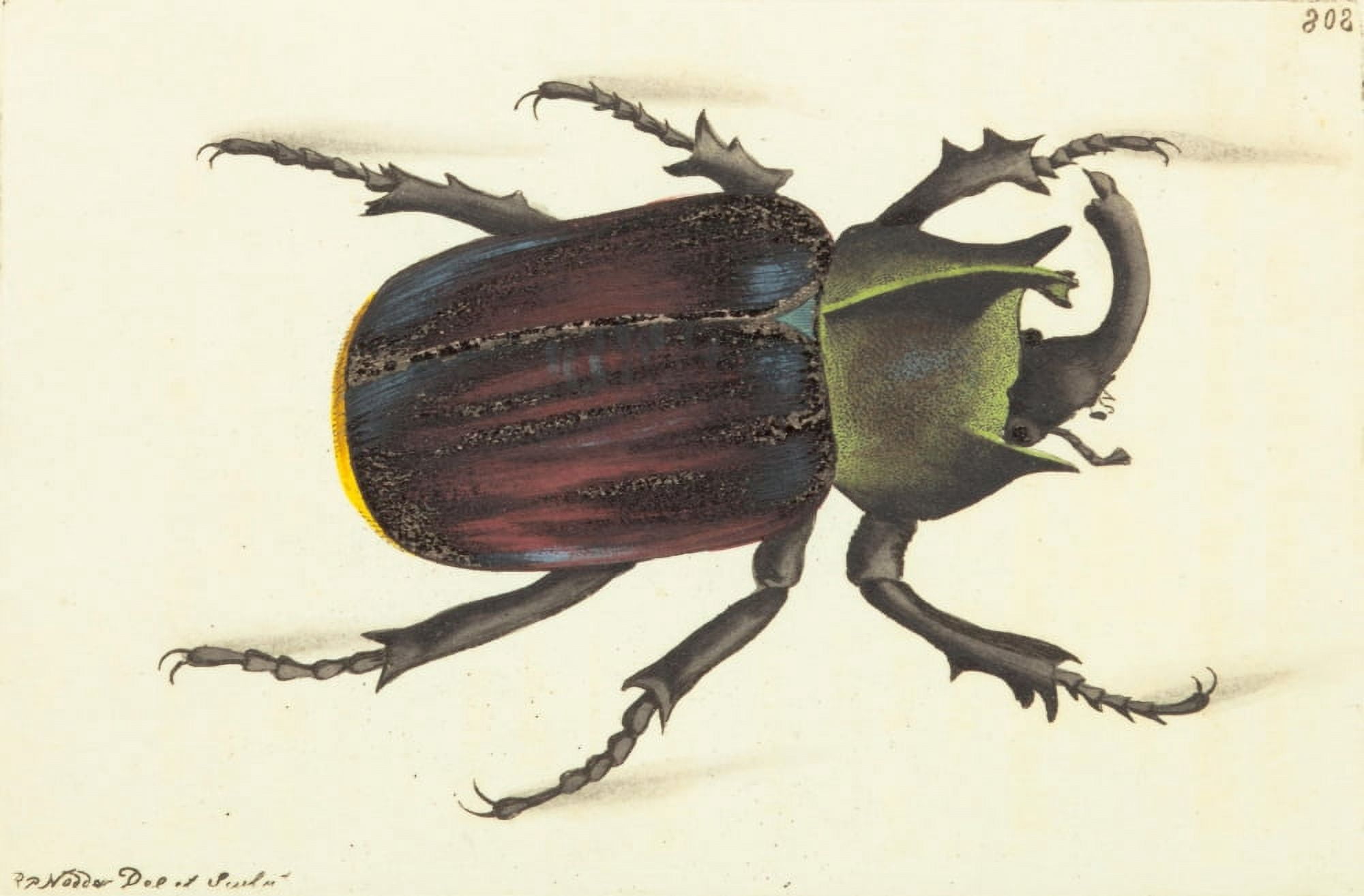 The naturalists miscellany 1789 Scarab Beetle Canvas Art - Richard P Nodder (18 x 24)
