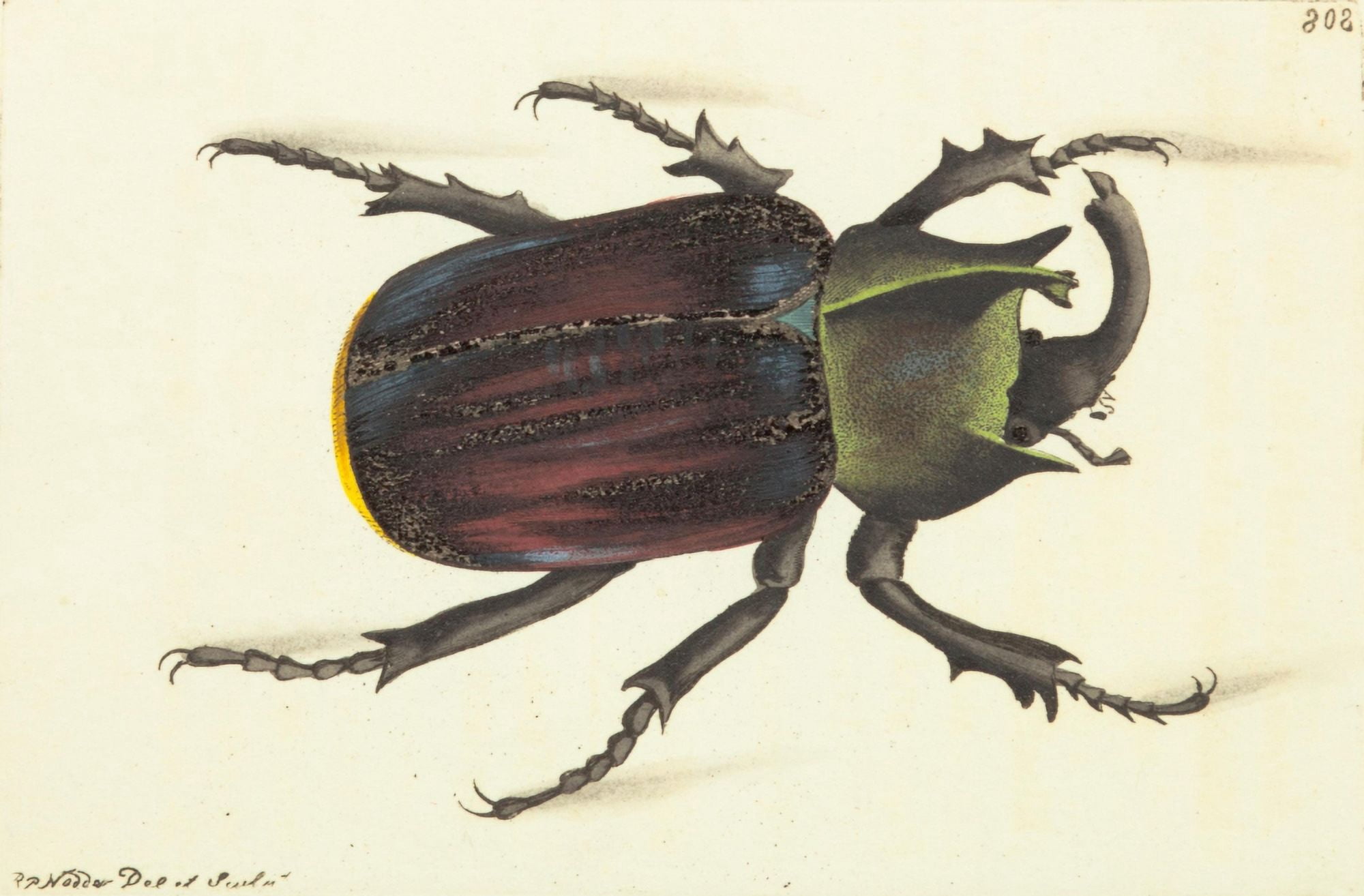 The naturalists miscellany 1789 Scarab Beetle Canvas Art - Richard P Nodder (24 x 36)
