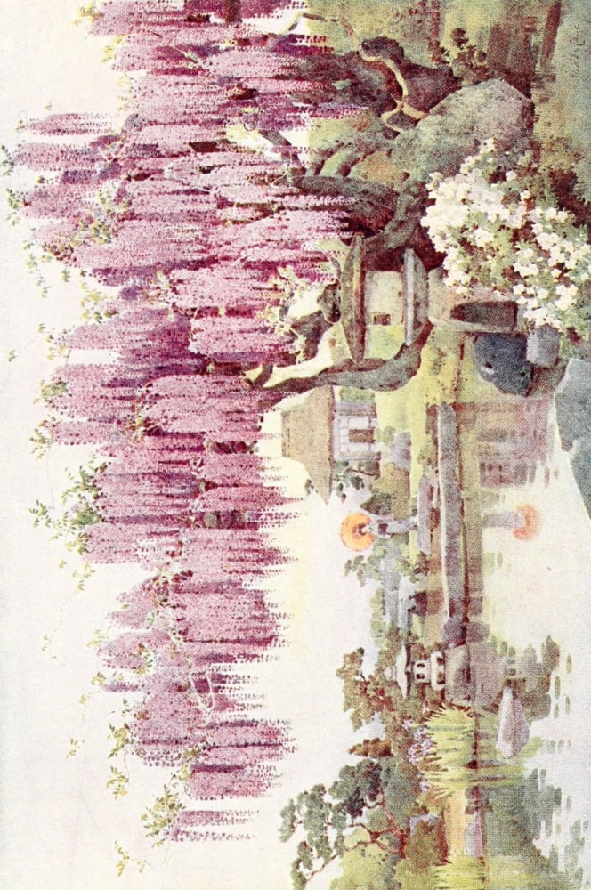 The old wisteria Flowers & Gardens of Japan 1908 Canvas Art - Ella Du Cane (18 x 24)