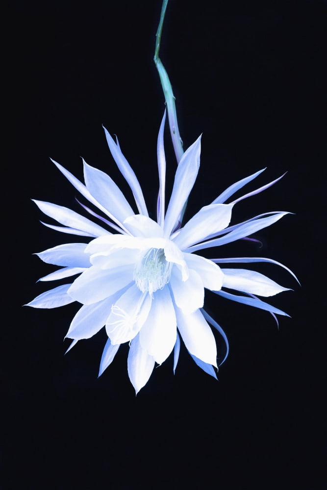 The queen of the night blooming cereus cactusAnchorage alaska united states of america Canvas Art - Kevin Smith Design Pics (24 x 38)