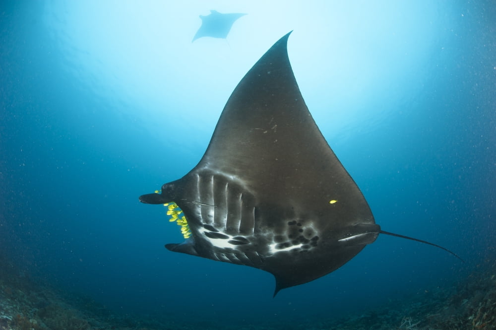 The reef manta ray with yellow pilot fish in front of its mouth Canvas Art - Steve JonesStocktrek Images (18 x 12)