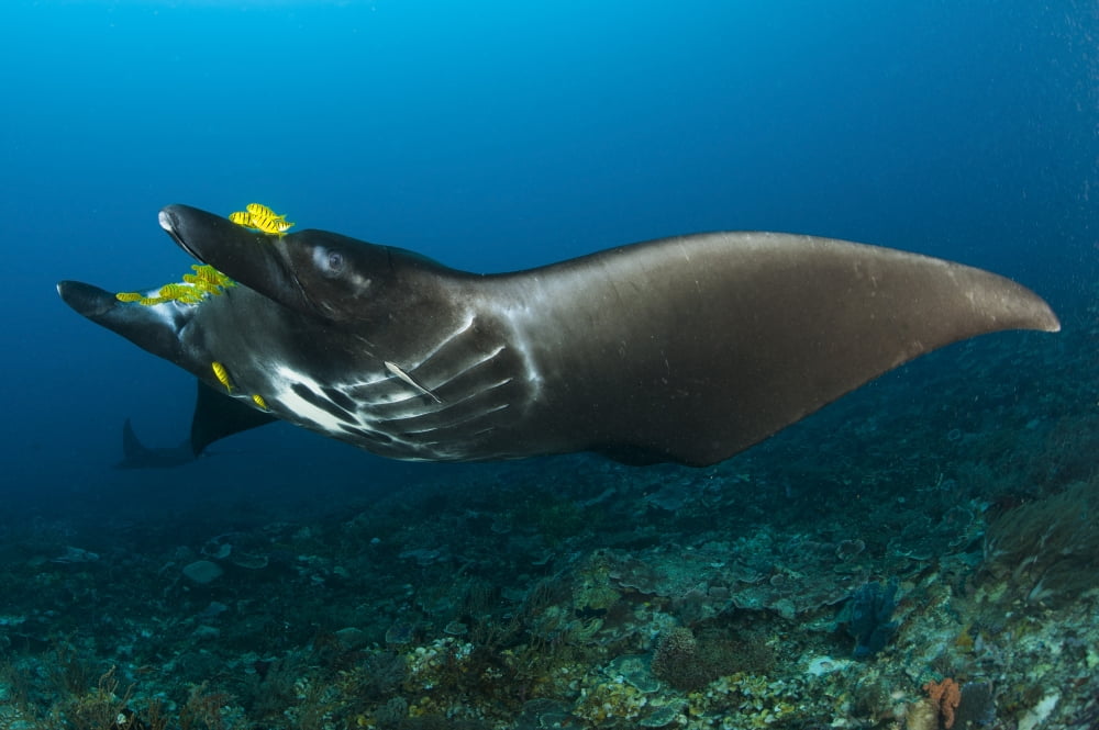 The reef manta ray with yellow pilot fish in front of its mouth Canvas Art - Steve JonesStocktrek Images (35 x 23)