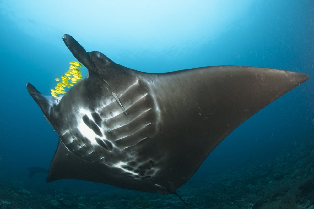 The reef manta ray with yellow pilot fish in front of its mouth Canvas Art - Steve JonesStocktrek Images (35 x 23)