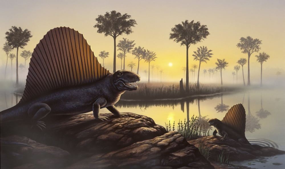 The sailed-back Dimetrodon sunbathes in a primordial swamp Canvas Art - Jerry LoFaroStocktrek Images (37 x 22)