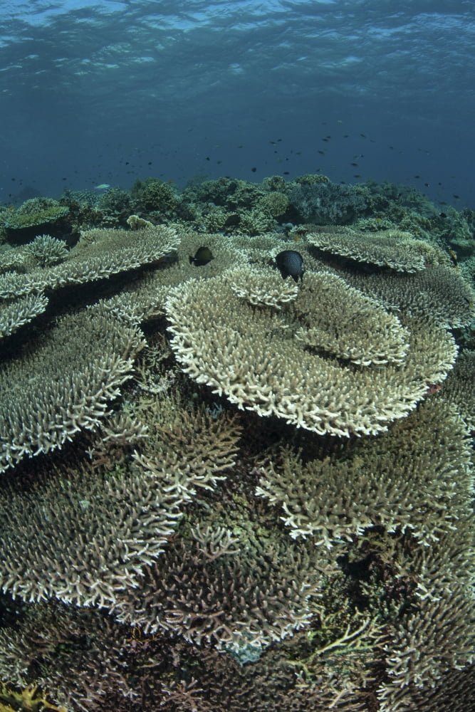 The seafloor is covered by reef-building corals in Indonesia Canvas Art - Ethan DanielsStocktrek Images (12 x 17)