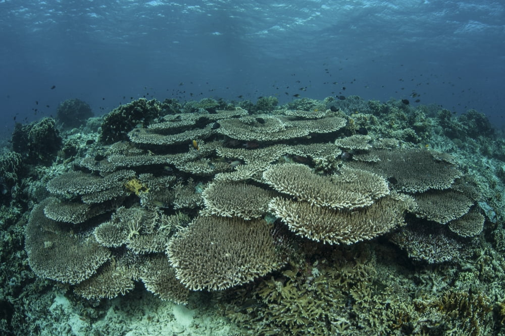 The seafloor is covered by reef-building corals in Indonesia Canvas Art - Ethan DanielsStocktrek Images (34 x 23)