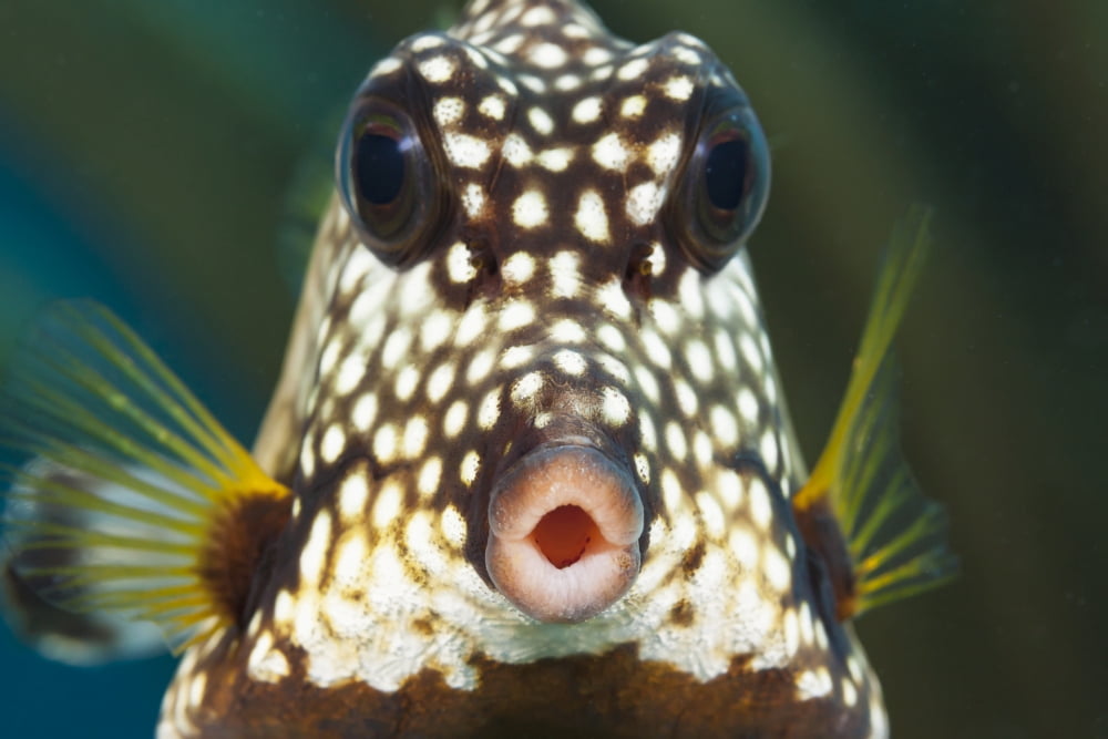 The smooth trunkfish (Lactophrys triqueter) is common on Caribbean reefs Bonaire Canvas Art - Dave Fleetham Design Pics (17 x 11)