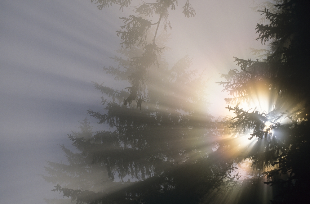 The sun shines through fog and forest Yachats Oregon United States of America Canvas Art - Robert L Potts Design Pics (34 x 22)