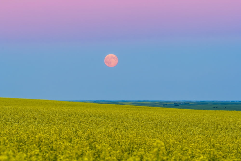 The supermoon rising above a canola field in southern Alberta Canada Canvas Art - Alan DyerStocktrek Images (35 x 23)