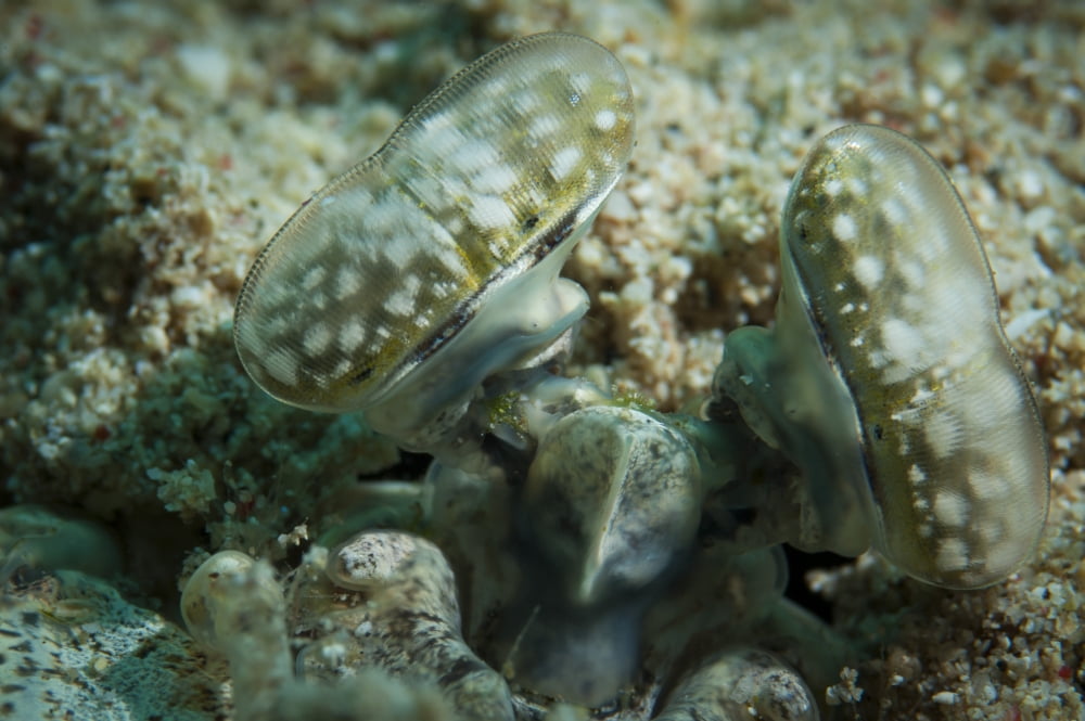 The white spotted eyes of the tiger mantis shrimp peering from burrow Canvas Art - Steve JonesStocktrek Images (18 x 12)