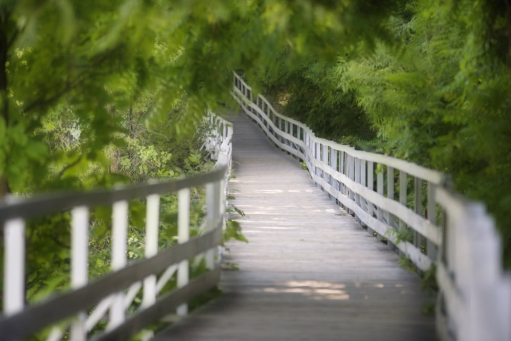 The whitewater Walk Boardwalk Trail Niagara Falls Ontario Canada Canvas Art - Darwin Wiggett Design Pics (17 x 11)