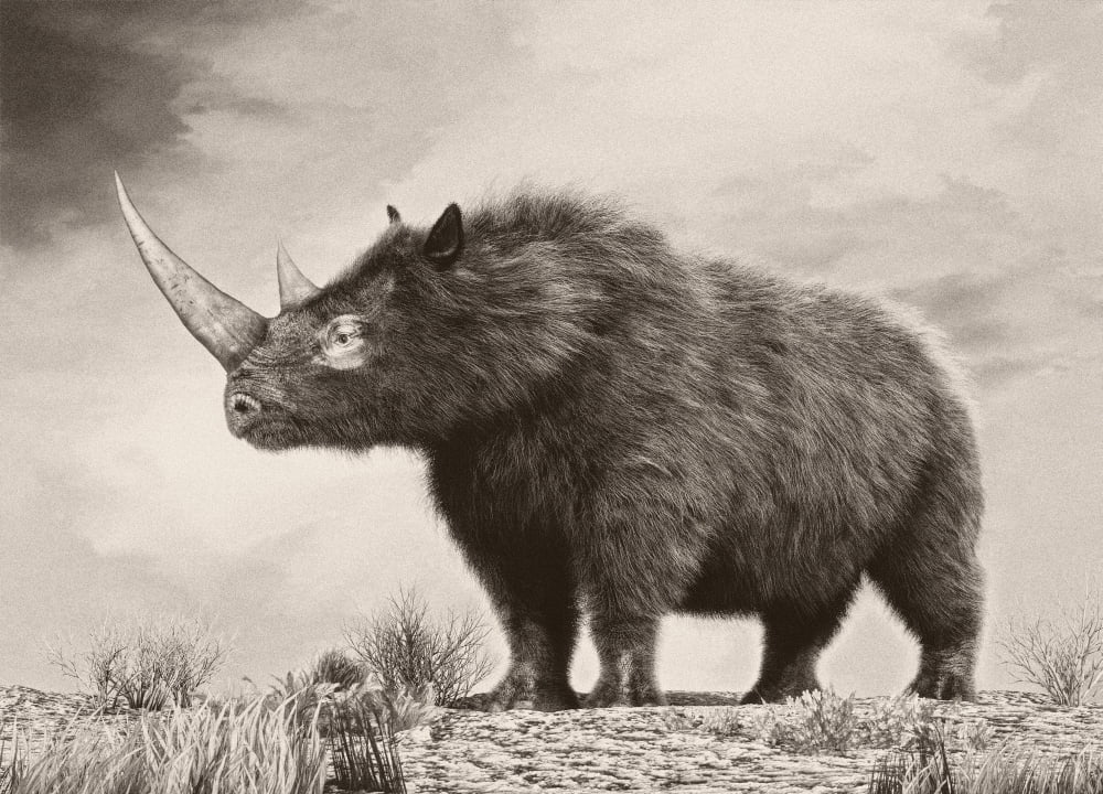 The woolly rhinoceros is an extinct species from the Pleistocene epoch Canvas Art - Philip BrownlowStocktrek Images (33 x 24)