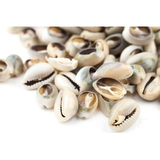 Medium Sliced Cowrie Shells From Africa, 100 pieces