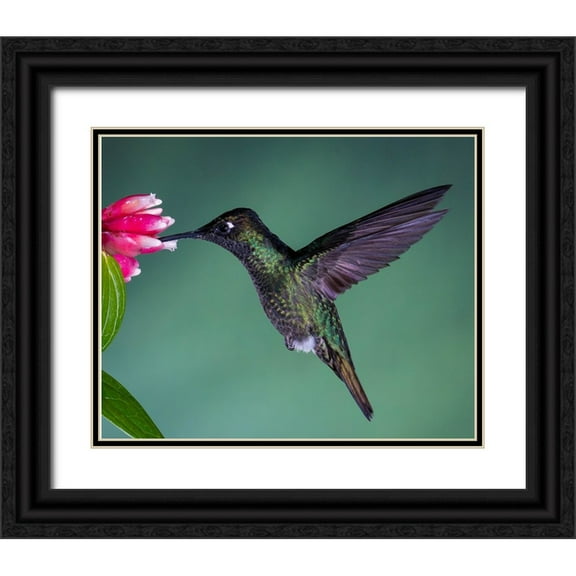 Theil, Melissa 14x12 Black Ornate Wood Framed with Double Matting Museum Art Print Titled - Costa Rican Hummingbird
