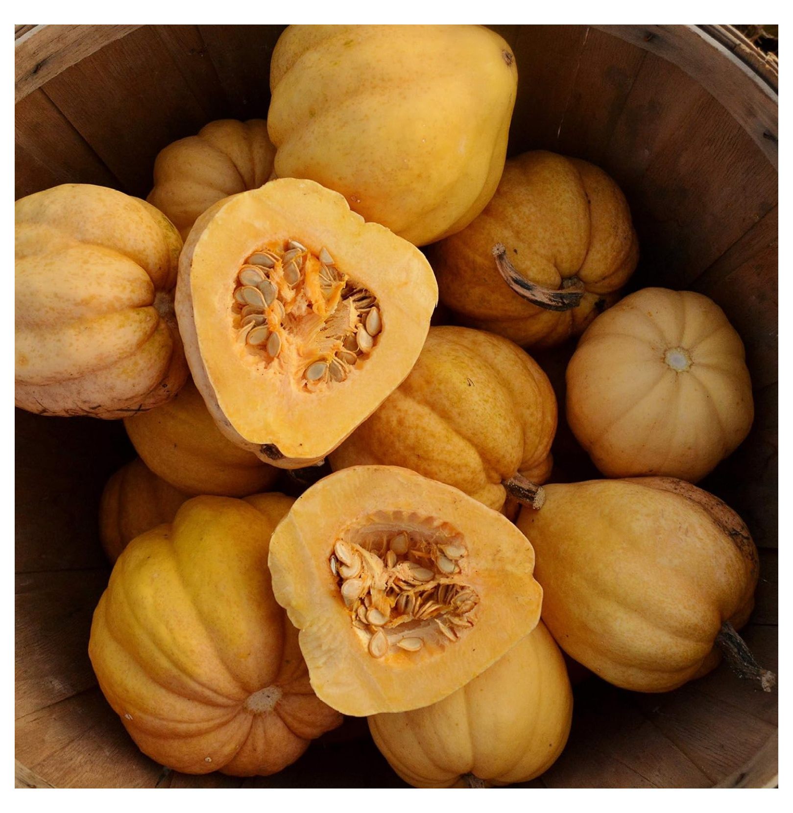 Thelma Sanders (Missouri Sweet Potato) Acorn Squash 25 Seeds
