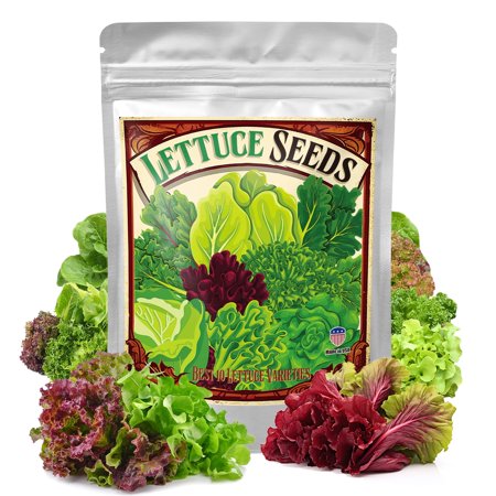 Thenextgardener 22000 Lettuce Collection Plant Seeds 10 Pack