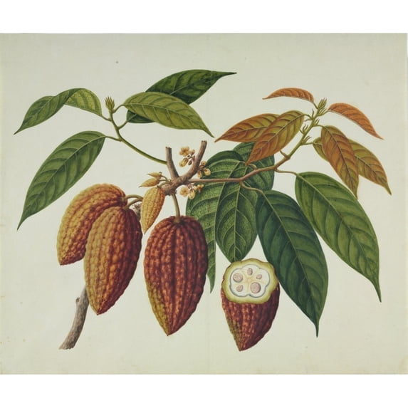 Theobroma Cacao, Cocoa Plant Poster Print By Mary Evans Natural History Museum (36 X 24)