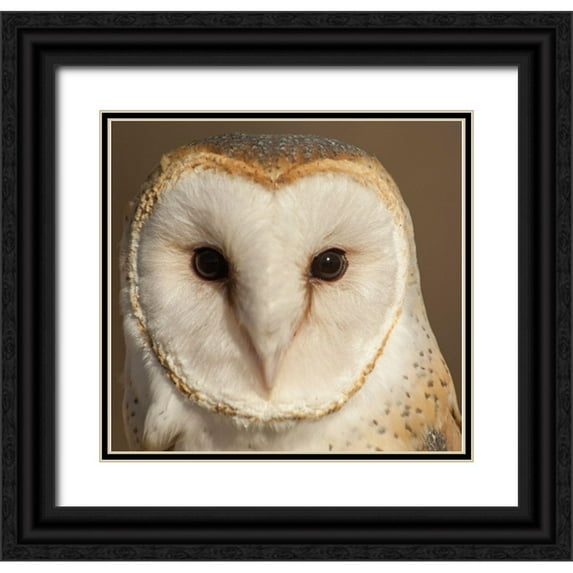 Theodore, George 27x26 Black Ornate Wood Framed with Double Matting Museum Art Print Titled - Owl-Barn Owl