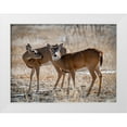 thumbnail image 1 of Theodore, George and Marilu 18x14 White Modern Wood Framed Museum Art Print Titled - USA-deer, 1 of 4