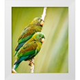 thumbnail image 1 of Theodore, George and Marilu 20x23 White Modern Wood Framed Museum Art Print Titled - Costa Rica-parakeet perched, 1 of 4