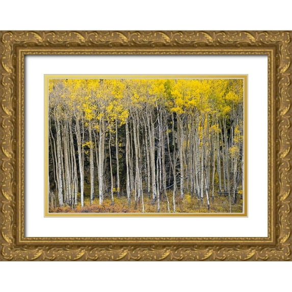 Theodore, George and Marilu 24x18 Gold Ornate Wood Framed with Double Matting Museum Art Print Titled - USA-Colorado autumn