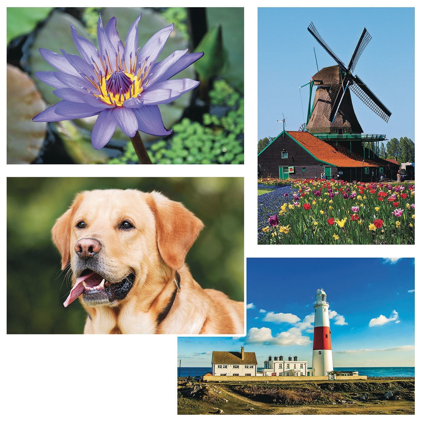 Thera Jigsaw Foam Puzzle Set 5 Set Of 4