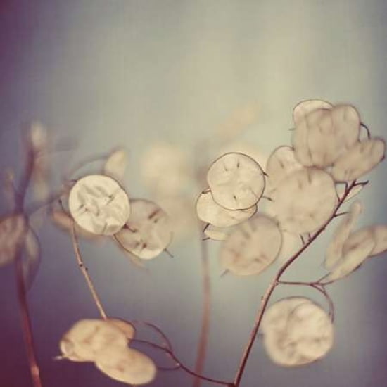 There Is Softness Canvas Art - Alicia Bock (24 x 24)