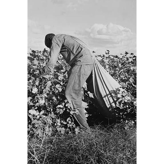 These pickers are paid seventy-five cents per hundred pounds of picked cotton. Strikers organizing under CIO union are demanding one dollar.