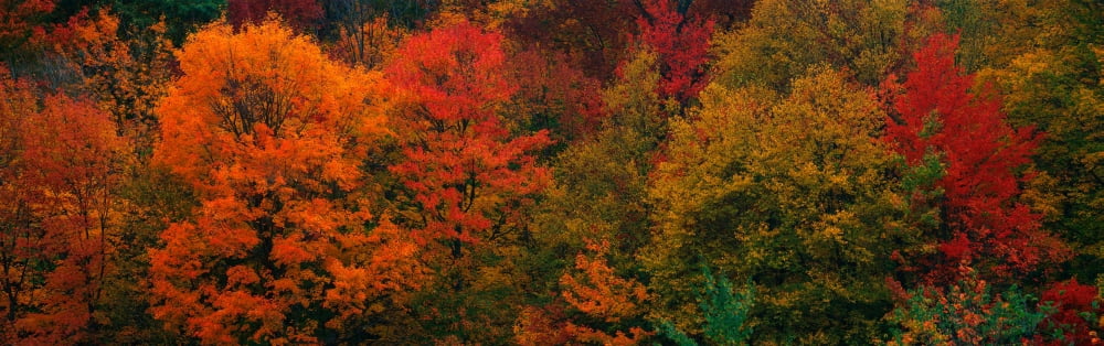 These shows the autumn colors on the foliage of the trees Canvas Art - Panoramic Images (27 x 9)
