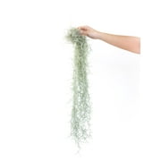 Thick Colombian Spanish Moss Live Strands with Wire Hook - Live Tillandsia Succulent House Plants - Home and Garden Decor - Easy Care Indoor and Outdoor Plants