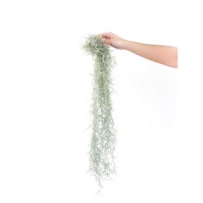 Thick Colombian Spanish Moss Live Strands with Wire Hook - Live Tillandsia Succulent House Plants - Home and Garden Decor - Easy Care Indoor and Outdoor Plants