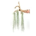thumbnail image 1 of Thick Colombian Spanish Moss Live Strands with Wire Hook - Live Tillandsia Succulent House Plants - Home and Garden Decor - Easy Care Indoor and Outdoor Plants, 1 of 14