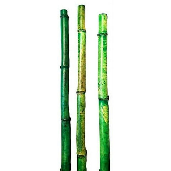 Thick Natural Bamboo Poles About 6 Feet Tall 1.5 Inch Diameter - Pack of 3 (Natural Green)