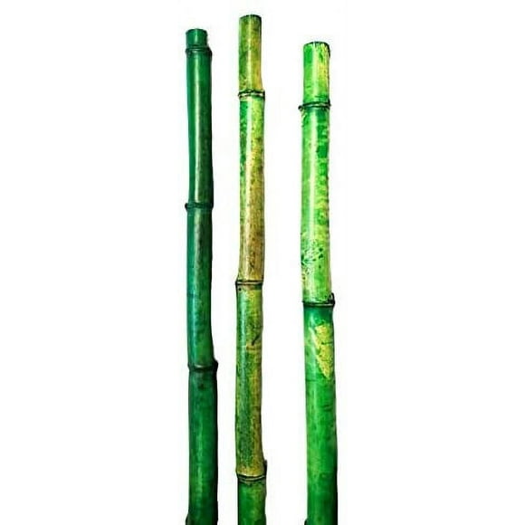 Thick Natural Bamboo Poles About 6 Feet Tall 1.5 Inch Diameter - Pack of 3 (Natural Green)